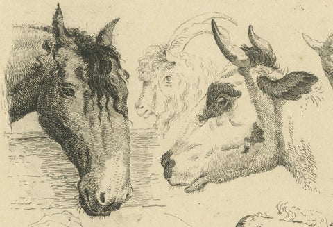 Detailed Etching of Horse, Cow, Goat, and Sheep Heads by Oberman, 1809, close-up 2