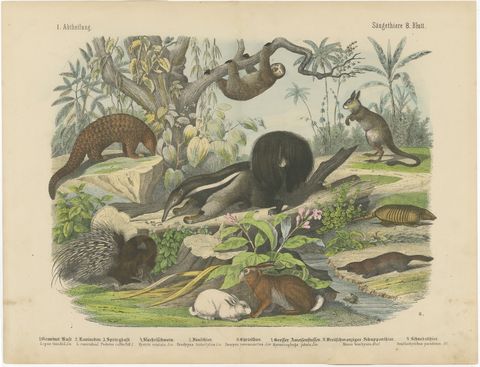 Antique Platypus, Anteater and Sloth Print with Pangolin, Kolb, circa 1890