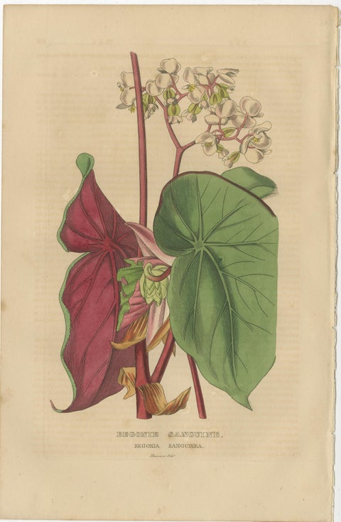Botanical Rarities: Pristine Hand-Colored Engravings from 1845, view 3