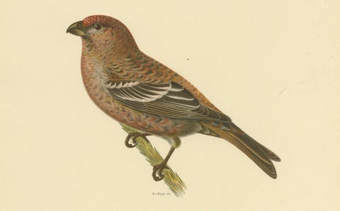 Perched Elegance: A 19th Century Lithograph of the Pine Grosbeak Bird, 1929, close-up 3