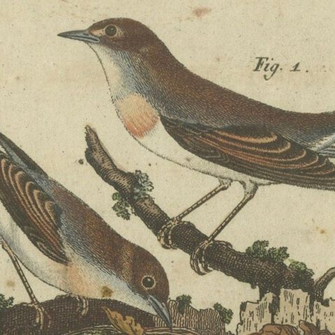 Common Nightingale and Chiffchaff with Nest and Eggs, 1805 Engraving by Bertuch, close-up 3