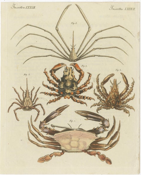 Antique Print of Various Crab Species Including Swimmer Crab, view 2