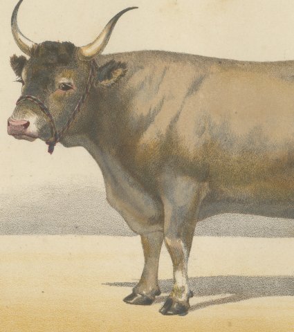 Landaise Ox with Cord Halter, French Cattle Chromolithograph, 1863, close-up 2