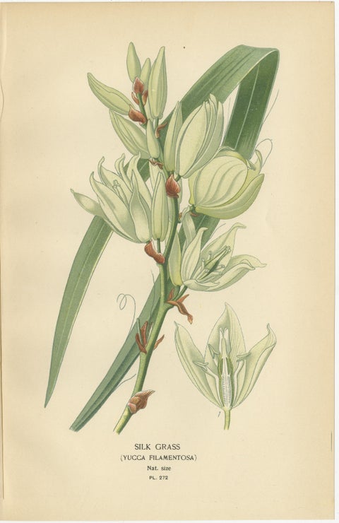 Antique Botanical Lithographs, Gasteria, Aloe & Yucca, 1897, view 4