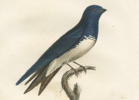 Large Antique Bird Print of a White Bellied Caribbean Martin, circa 1807, close-up 3