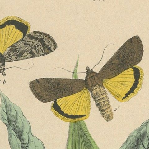 Owl Moths: Lover's Knot and Heart and Dart Lithograph by Kirby, 1882, close-up 5