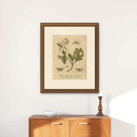 Butterfly Life Cycle on Flowering Plant, Albin Hand-Colored Engraving, ca.1720, shown framed on a wall