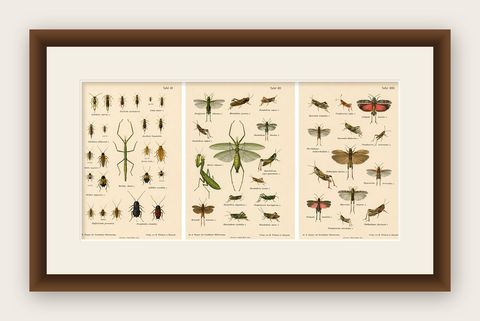 Mantis, Stick Insects & Grasshoppers, Antique Prints, Set of 3, 1908, shown framed