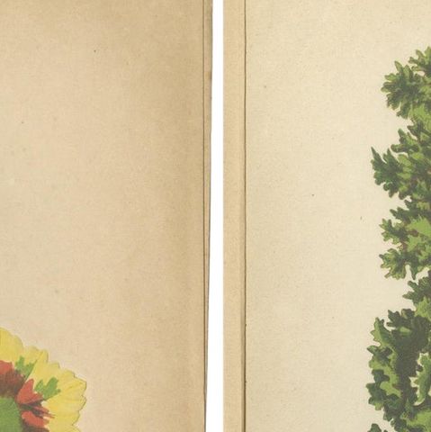 Contrasts in Nature: Pelargonium and Brassica - Botanical Art from 1880, close-up 1