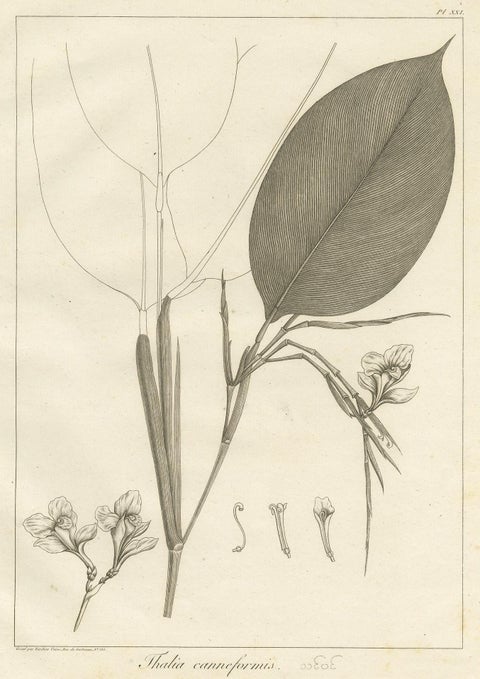 Antique Print of a Thalia Plant Species by Symes '1800', view 3