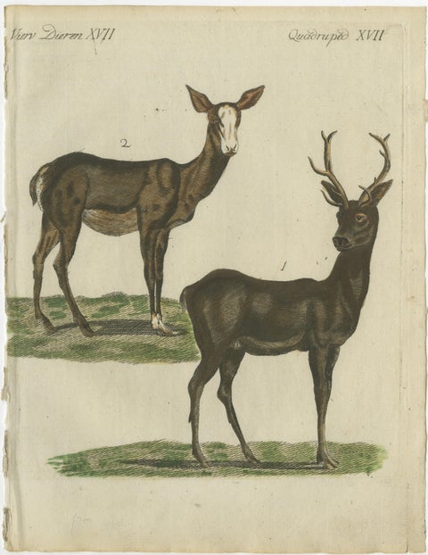 Hand-Colored Antique Engraving of a Male and Female Deer, Published in 1820, view 3