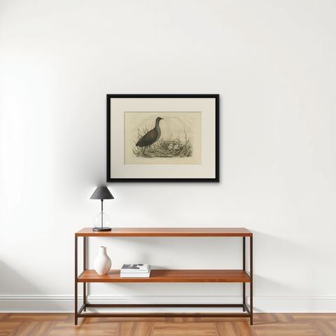 Antique Bird Print of the Common Moorhen by Sepp & Nozeman, 1770, shown framed on a wall