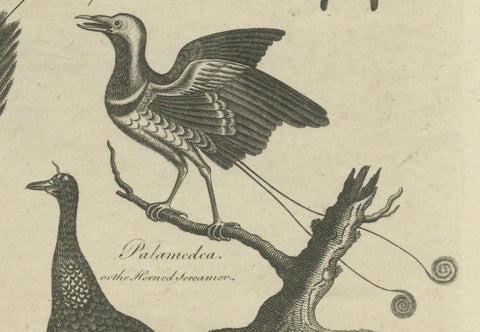 Engraving of Butterflies, Birds of Paradise, Horned Screamer, Pangolin, ca.1800, close-up 5