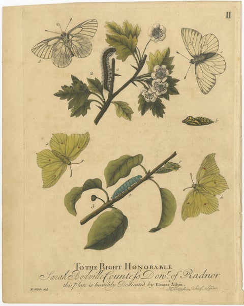 Early English Butterflies, Large White, Peacock & Red Admiral, Albin 1720, view 3