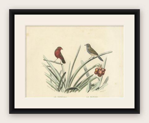 Ornithological Splendor: The Senegal Firefinch and Bengalese Finch Birds, 1837, shown framed