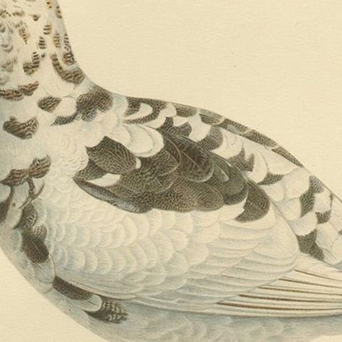 Antique Bird Print of the Rock Ptarmigan by Von Wright '1929', close-up 2