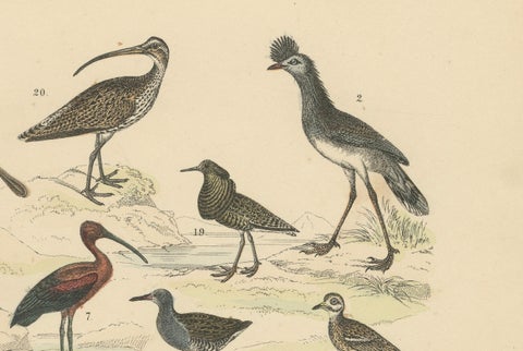 Wading Birds & Cranes Print: Flamingo, Stork, Ibis, Bustard, Antique 1867, close-up 2
