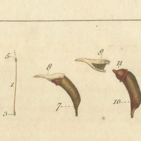 Botanical Study of Various Plant Structures in an Original Engraving, 1803, close-up 4