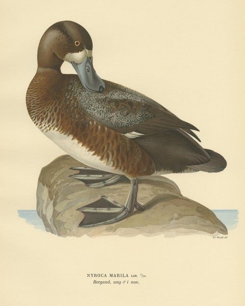 Antique Bird Print of the Male Greater Scaup by Von Wright, 1929, view 2