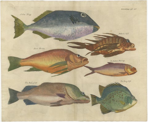 Exotic Fish Prints - Set of Five Hand-Colored Engravings by John Nieuhoff, c1704, view 2