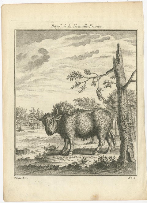 Old Print of a Bull or Bison from the French North America, Canada, Ca.1760, view 2