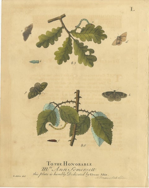 English Moths and Caterpillars on Oak & Bramble, Antique Insect Engraving, 1720, view 2