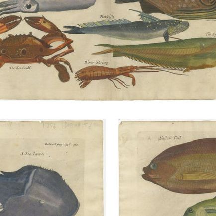 Exotic Fish Prints - Set of Five Hand-Colored Engravings by John Nieuhoff, c1704, close-up 2