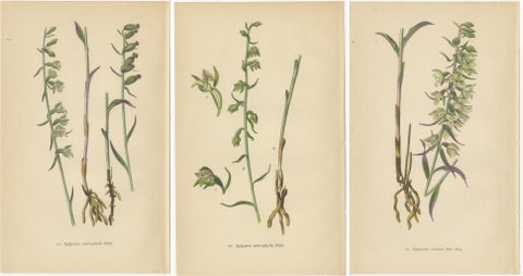 Epipactis Spectrum: A Botanical Study from 1904, view 5