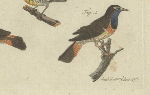 Original Antique Print of Seven Robins, Bluethroats and Yellowthroats, 1796, close-up 5