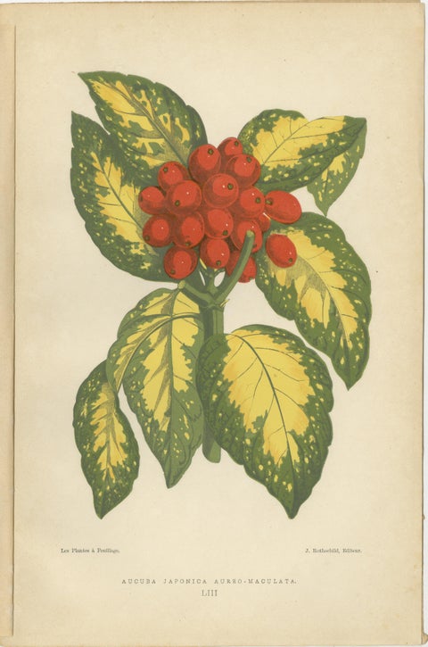 Variegated Elegance: A Study of Patterned Botanicals, Published in 1880, view 3