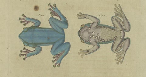 Antique Print of the European Tree Frog 'Hyla Arborea', close-up 2