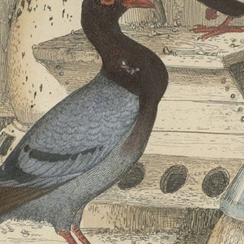 Colorful Decorative Antique Print of Pigeons, 1854, close-up 2
