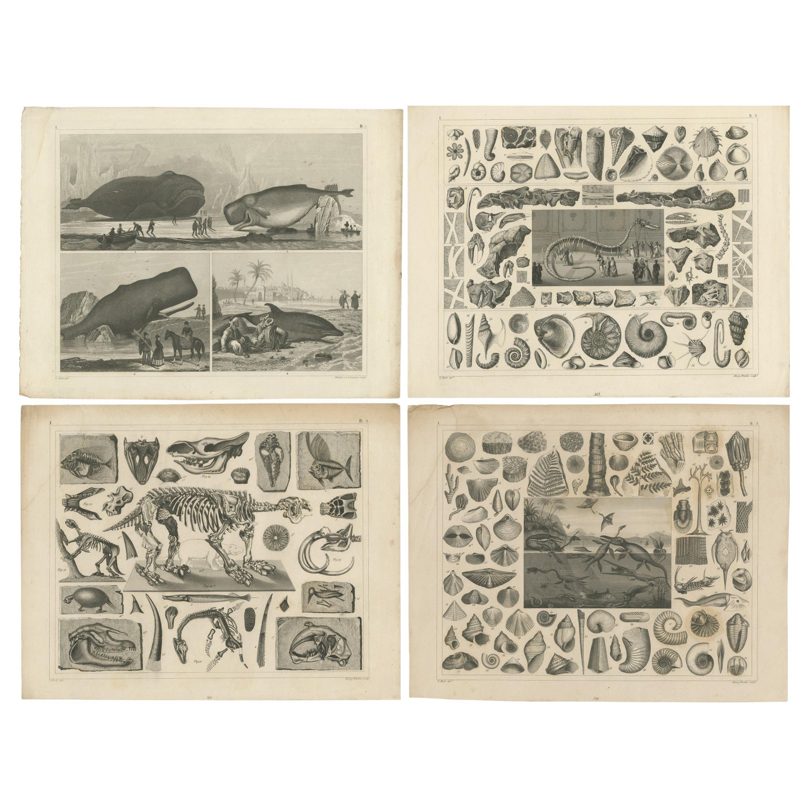 Set of 4 Antique Prints of various Marine Life and Fossils by Heck 'c.1850'