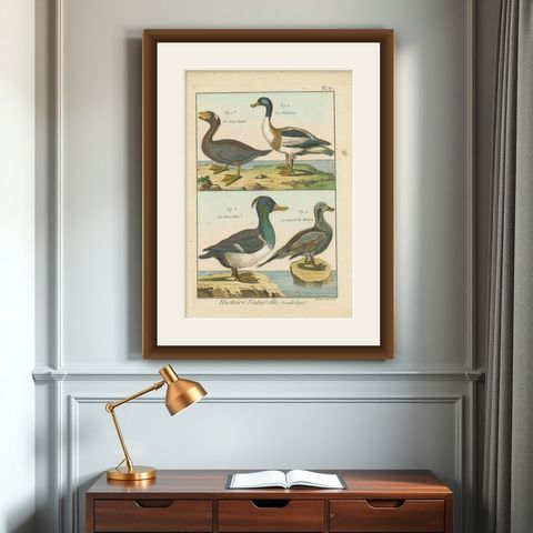 Original Brightly Hand-Colored Copper Engraving of Four Ducks '1792', shown framed on a wall