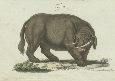 Rare 1802 Hand-Colored Print of Indian Elephants and Mythical Sukotyro, close-up 1