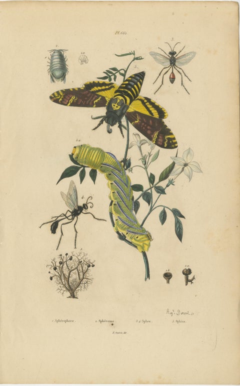 Pair of French Sphinx Moth Engravings by Duméril & Guérin, 1835, view 2