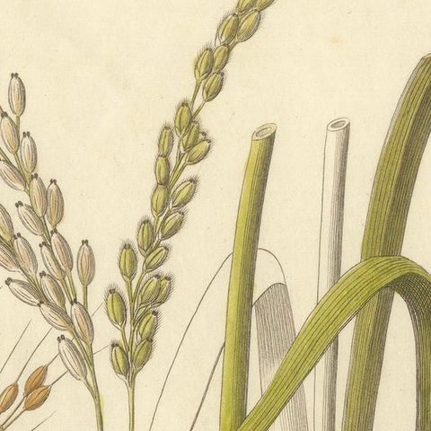 Antique Rice Botanical Print, Oryza Sativa, Hand Colored, c.1831, close-up 4