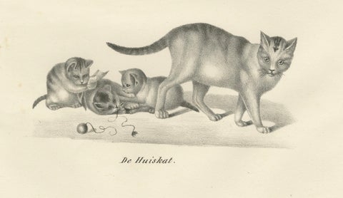 19th-Century Lithograph of Domestic Cats in Playful and Nurturing Scenes, close-up 3