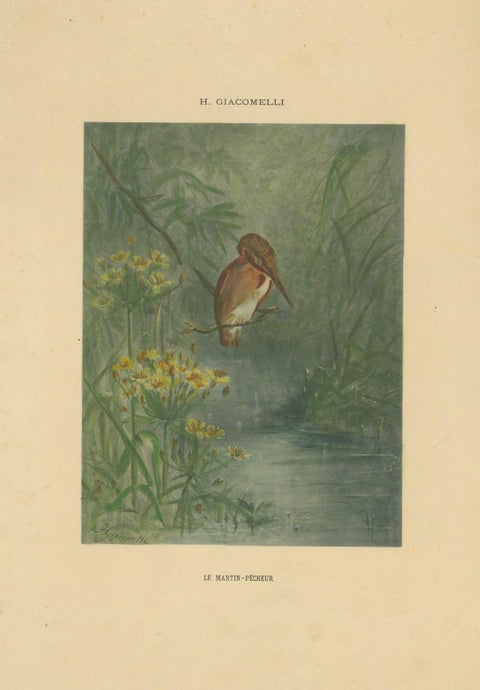 Kingfisher by the Water's Edge - Giacomelli’s Tranquil Nature Scene, Circa 1891, close-up 4