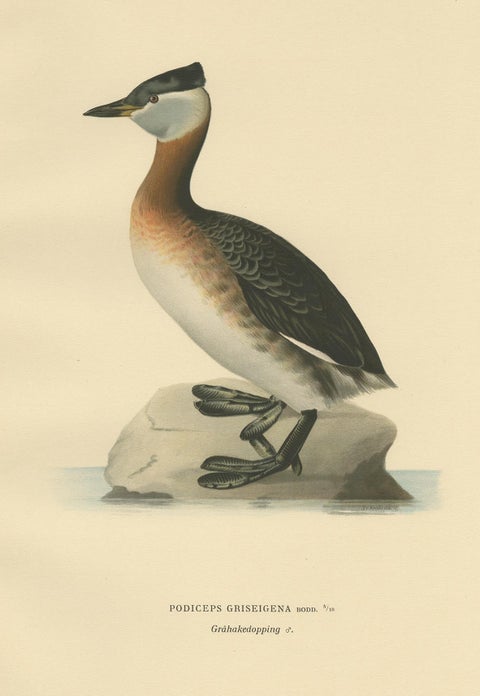 Antique Bird Print of the Red-Necked Grebe by Von Wright '1929', view 3