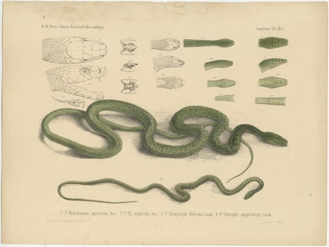 Antique Print of Philothamnus and other Snake Species, view 2