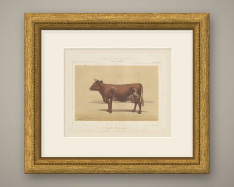 Ayrshire Cow, Scottish Dairy Cattle Chromolithograph by Olivier de Penne, 1863, shown framed