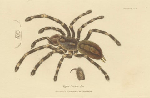 Antique Print of a Female Sri Lanka Ornamental Tiger Spider or Tarantula, 1833, close-up 3
