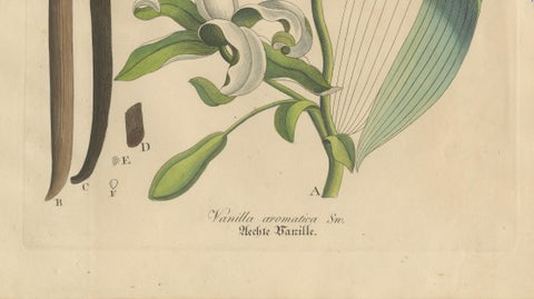 Antique Vanilla Botanical Print, Vanilla Aromatica, Hand Colored, c.1831, close-up 3