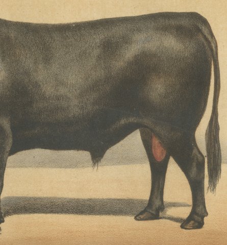 Angus Bull, Scottish Cattle Chromolithograph by Olivier de Penne, 1863, close-up 3
