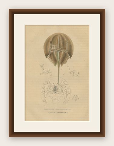 Anatomy of the Atlantic Horseshoe Crab, A Hand-Colored Engraving of 1845, shown framed