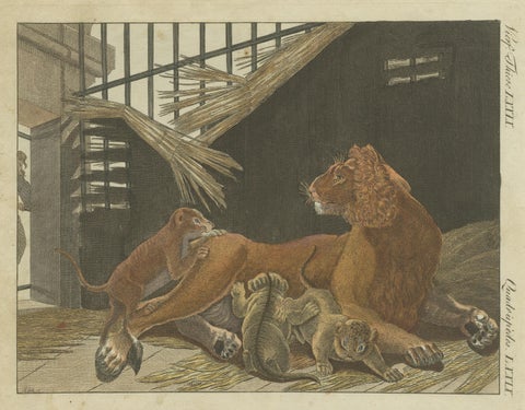 Hand Colored Engraving of a Lion and Lion Cubs, view 3