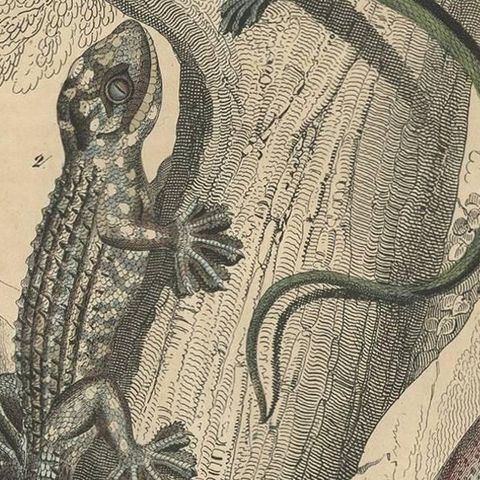 Antique Animal Print of various Amphibians by C. Hoffmann, 1847, close-up 2