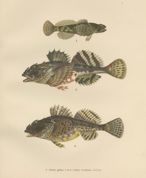 Freshwater Bullhead and Short-Spined Sea Scorpion - Striking Fish Litho, 1895, close-up 5