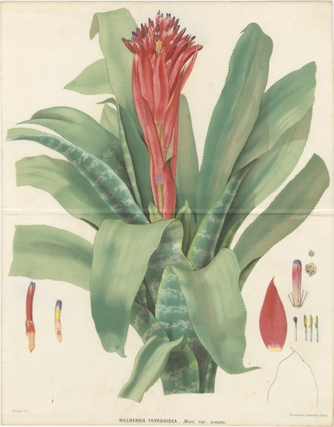 Antique Botanical Lithograph, Billbergia Thyrsoidea, de Vriese, 1856, view 2